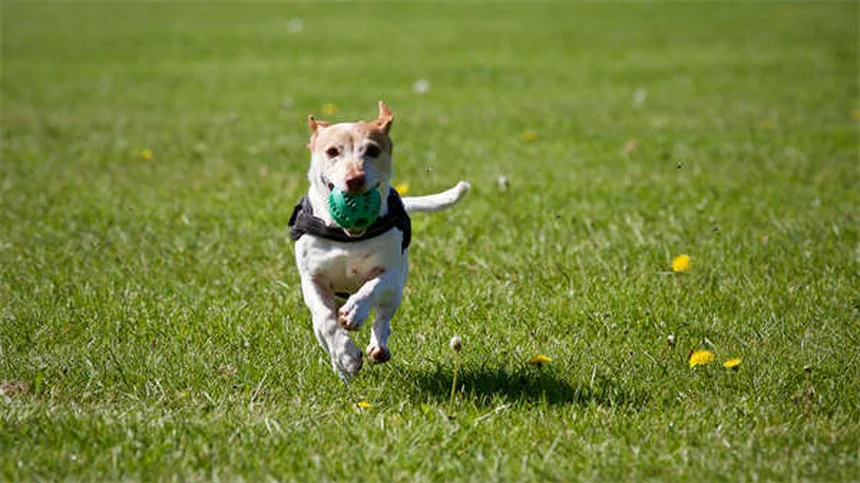 Is Your Dog's Bed Causing Allergies? 5 Signs to Watch For