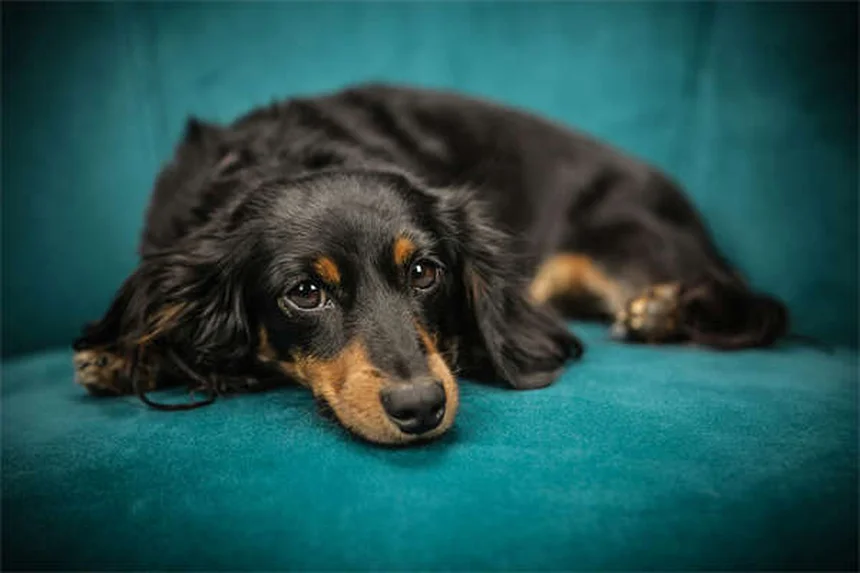 Is Your Dog's Bed Causing Allergies? 5 Signs to Watch For
