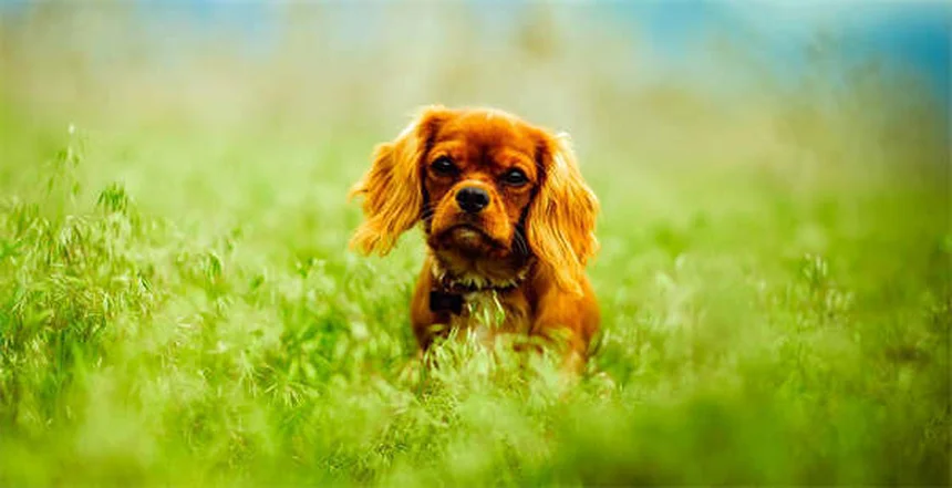 How to Reduce Pet Allergies for Visitors: 7 Proven Tips