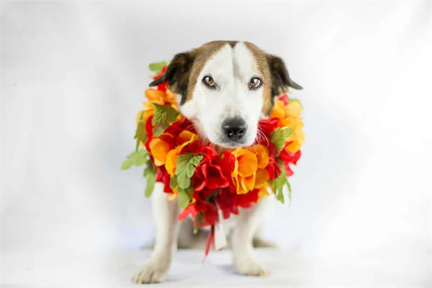 How to Reduce Pet Allergies for Visitors: 7 Proven Tips