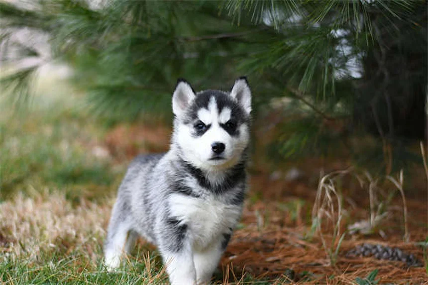 How to Reduce Pet Allergies for Visitors: 7 Proven Tips