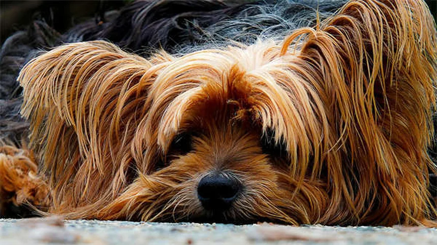 How to Reduce Pet Allergies for Visitors: 7 Proven Tips